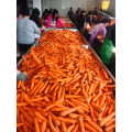Fournir directement des carottes fraîches de la nouvelle saison en 2016